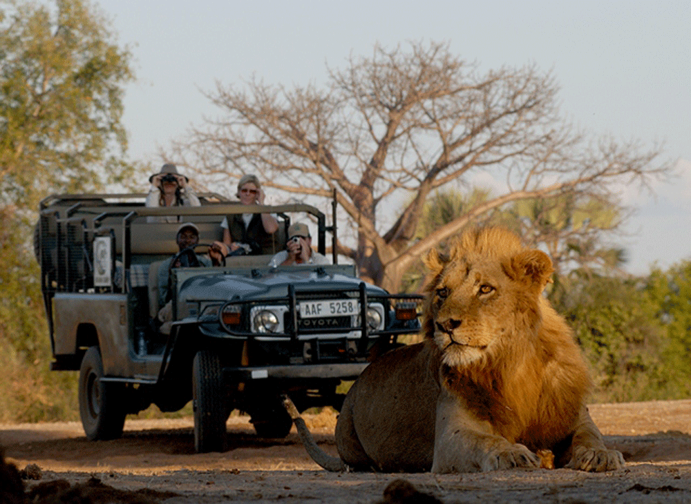 African-Honeymoons-lion safari
