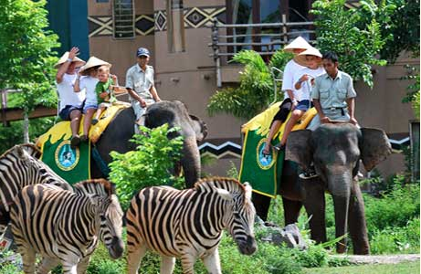 Elephant rides at Bali Safari Park