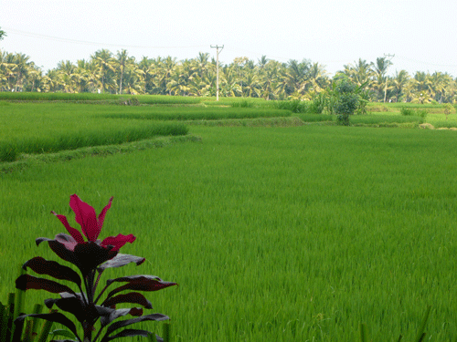 Rice Paddies outside Ubud