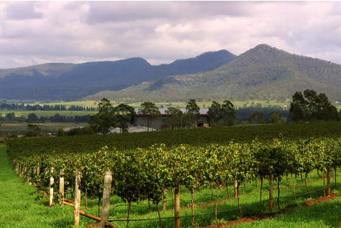 Vineyards at Broke in the Hunter Valley