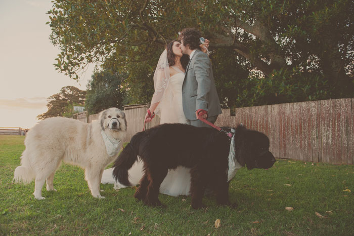 Wedding-dogs