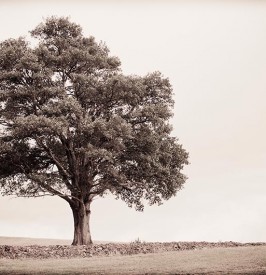 Winery Wedding Feature