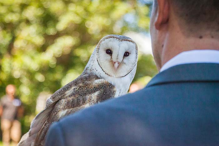 Wedding Owl