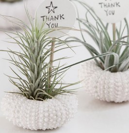 Air Plant DIY Wedding Favours