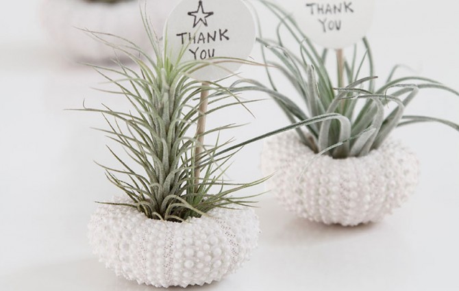 Air Plant DIY Wedding Favours