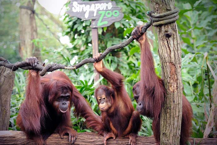 singapore_zoo_breakfast_with_orangutans