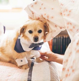 Wedding Dog