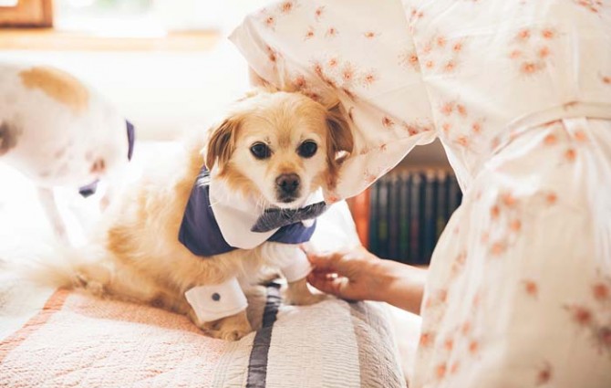 Wedding Dog