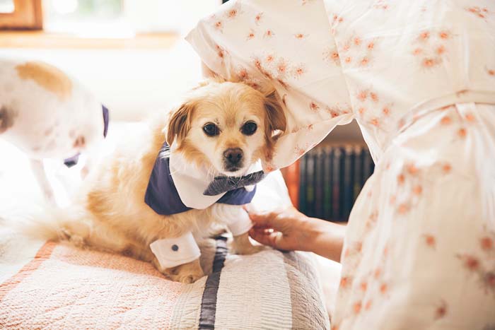 15 times pets were the best dressed at weddings Modern Wedding