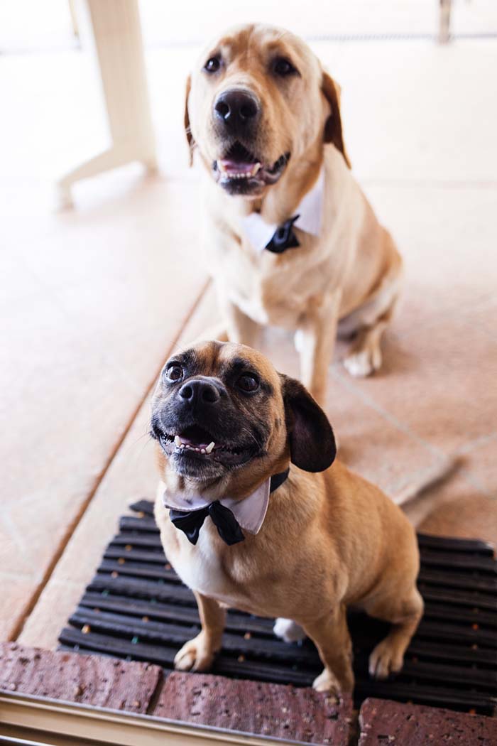 Dogs at Wedding