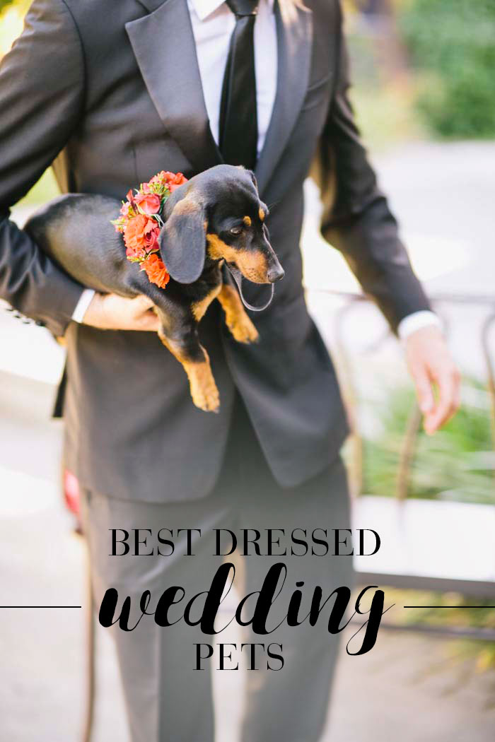 wedding-dog-headerimage